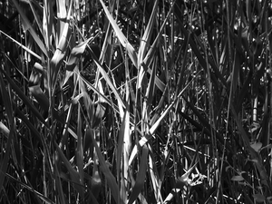  Reeds Black and White Photography