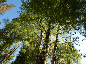 Scottish Highlands Birch Tree Spring Perspective