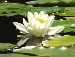 Single Water Lily Nature Photography