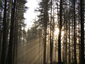 Winter Forest Sunrays in the Scottish Highlands  