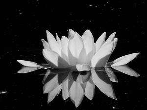 Impressionistic Water Lily floating on a Lochan