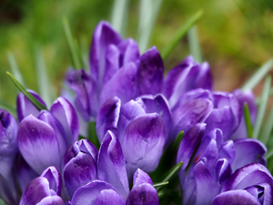 Portrait of Plants-  Crocus Flowers Close Up                                                                                                