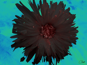 Dark Burgundy Daisy on  Green Abstract Background 