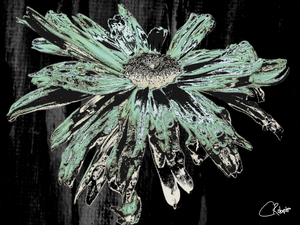 Dark Green Distressed Daisy on a Dark Abstract Background