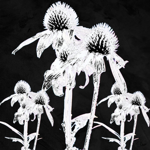Monochrome Cone Flowers on a Dark Abstract Background