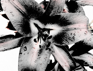 Pinky Monochrome Colour Pop Lily Flowers