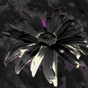 Dark Daisy on a Dark Abstract Background