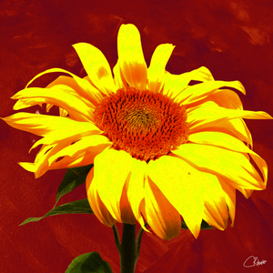 Vibrant Sunflower on a Bright Background