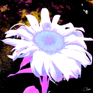 Pink Sunflower on  Dark  Abstract Background