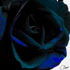 Abstract Dark Green Rose on a Monochrome Abstract Background