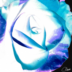 Abstract Multicoloured Rose on a Dark Abstract Background 