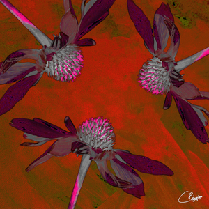 Cone Flower in hibiscus on Red Abstract Background