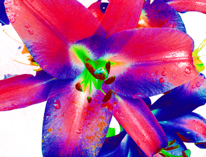 Vibrant Pop Art Lilies
