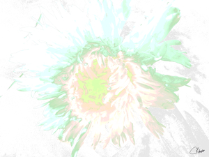 Delicate Heatwave Chrysanthemum