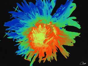 Neon Heatwave Chrysanthemum