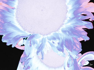 Pink and Silver Sunflowers Two in Heatwave