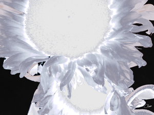 Silver Sunflowers Two in Heatwave