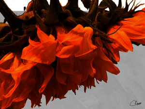 Distressed Sunflowers Edge