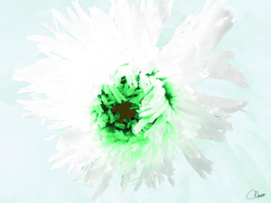 White Chrysanthemum Green
