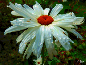  Colour Pop Daisy Flower