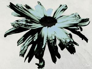 Dark Lime Daisy Flower on an Abstract Pale Background