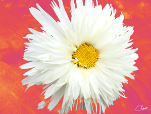 Double White Daisy Flower on a Vibrant Heatwave Abstract Background