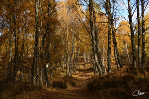 Autumns Ramble in the Scottish Highlands