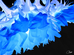  Blue Sunflowers Edge