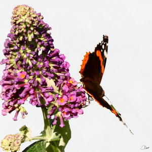 Butterfly on a Buddleia Flower