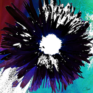 Black and White Daisy on a Coloured Abstract Background