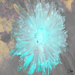 Light Turquoise Daisy on an Abstract Monochrome Background