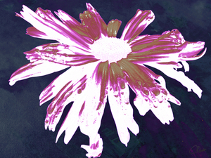 Purple Daisy on a Dark Abstract Background