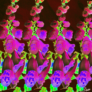 Cool Foxgloves Version 5