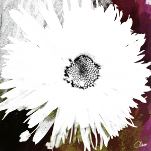 White Daisy Dark Centre on an Abstract Background