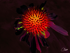 Illuminated Cone Flower