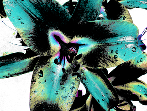 Pale Green Lilies