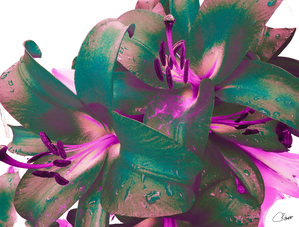 Tumbling Poster Lilies