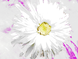  Double White Daisy on an Pink Abstract Background