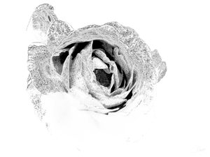  Pale Monochrome Distressed Rose with Bud on a Pale Abstract Background