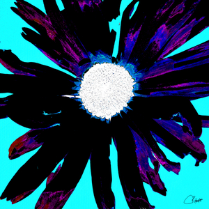 Daisy Flower on Vibrant Turquoise Background