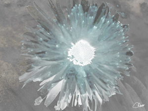 Enlightened  Turquoise Inverted Poster Daisy