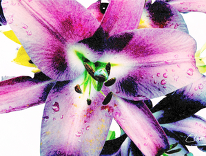  Fainter  Inverted Colour Pop Lily Flowers
