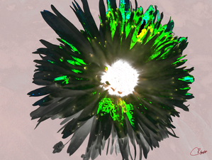 By the Light of the Daisy