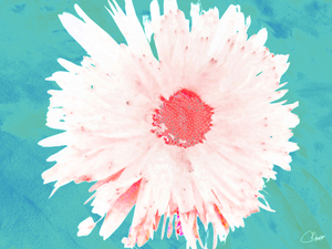Pink Daisy on a Green  Abstract Background 