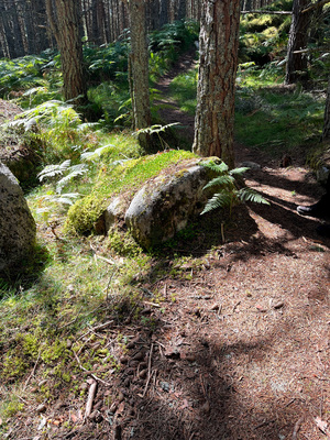 Scenes from the Trail - Sunlight Forest Trail 