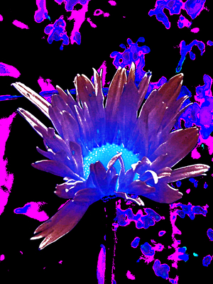Abstract Surreal Vibrant Daisy Flower