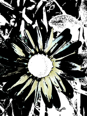 Abstract Black and White Daisy Flower