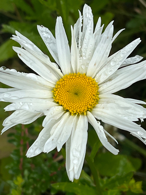 Single Daisy Flower Close Up