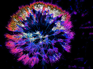 Abstract Neon Dandelion Head
