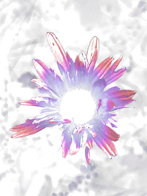 Abstract Purple and Pink Daisy Flowers Light 